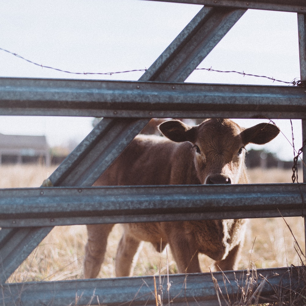 Prevención y riesgos en explotaciones ganaderas